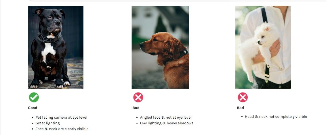 Maison Pawtrait Example